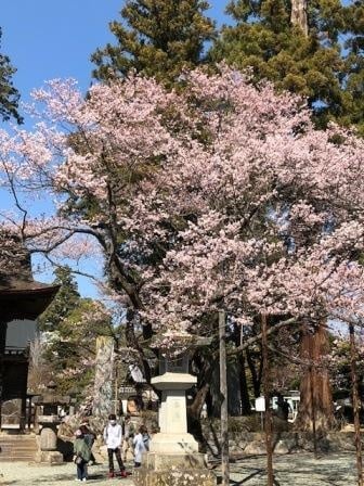 恵林寺の桜